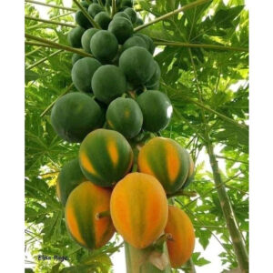 e2fe55a007c35a34792d2523a2186299